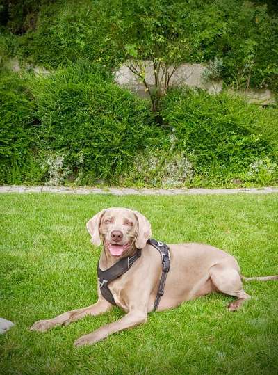 Weimaraner-Beitrag-Bild