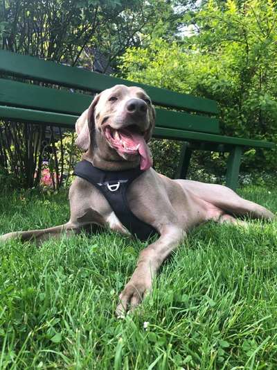 Reinrassige Hunde?-Beitrag-Bild