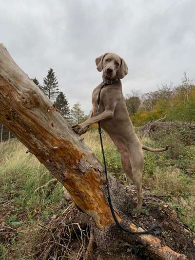 Reinrassige Hunde?-Beitrag-Bild