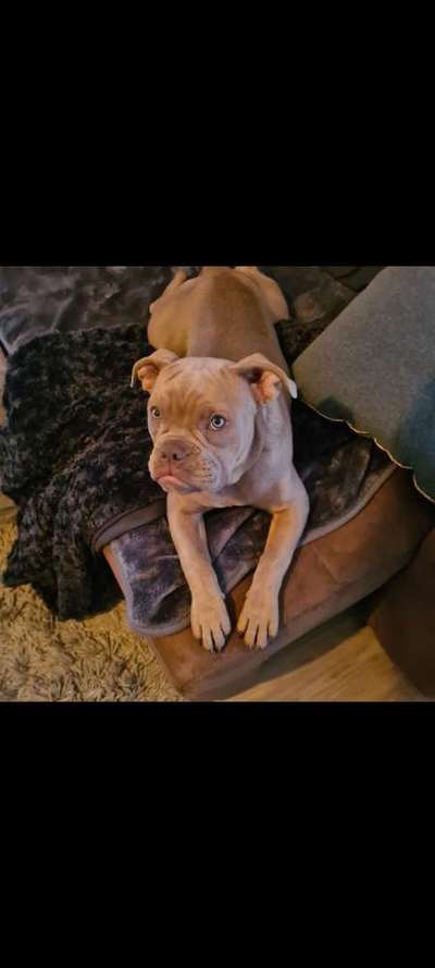 Olde English Bulldogge-Beitrag-Bild