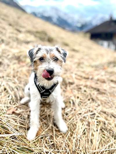Wo sind die Jack und Parson Russell Terrier?-Beitrag-Bild