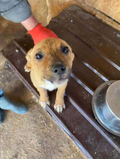 Dogorama Photo Challenge - Hundeblick zum hinschmelzen-Beitrag-Bild