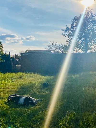 Handy Fotochallenge Nr. 52: Dein Hund mit blauem Himmel-Beitrag-Bild