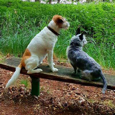 Hundetreffen-Hundebegegnungen trainieren-Bild