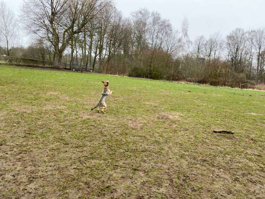 Hundeauslaufgebiet-Gütersloh-Bild