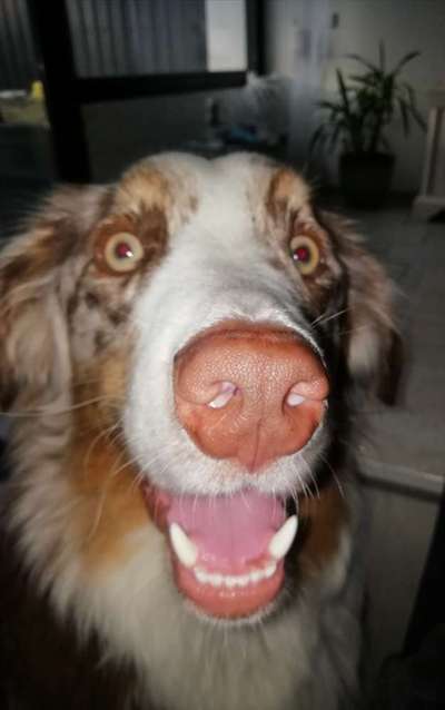 Zeigt mir die tollste Nahaufnahme von eurer Fellnase-Beitrag-Bild