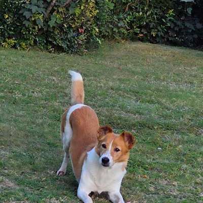 Mischlinge raten - Rätselspaß-Beitrag-Bild