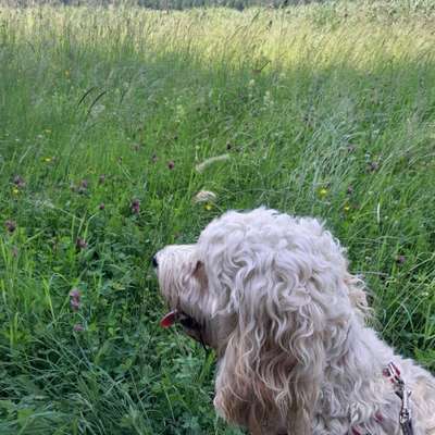 Hundetreffen-Gassi-Treffen rund um Buchen-Bild