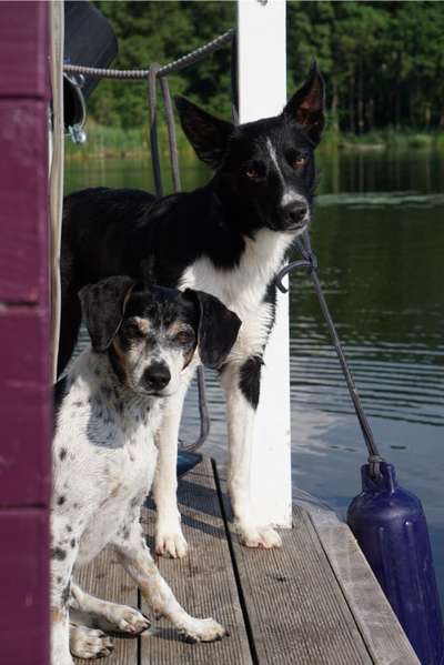 Hundetreffen-Gemeinsame Spaziergänge-Bild