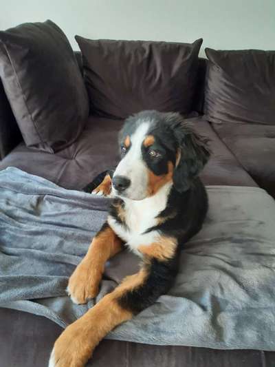 Berner Sennen-Beitrag-Bild