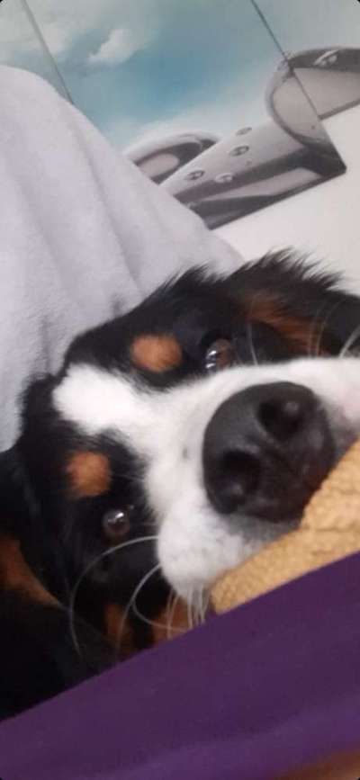 Hunde Porträt (Portrait) Galerie....-Beitrag-Bild