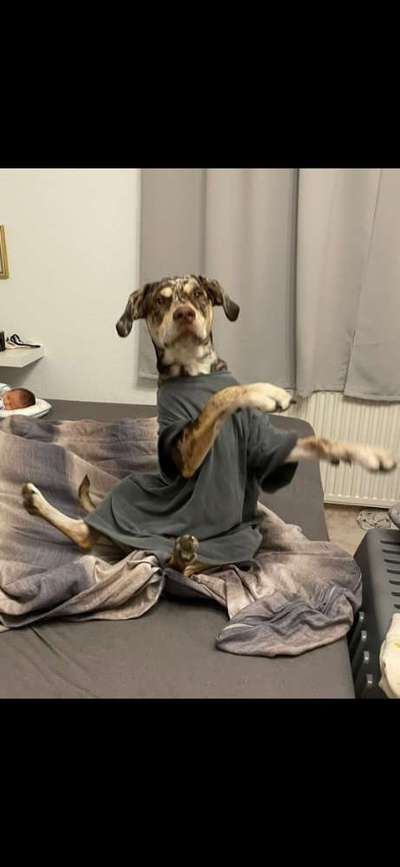 Zeige den lustigsten Blick deines Hundes-Beitrag-Bild