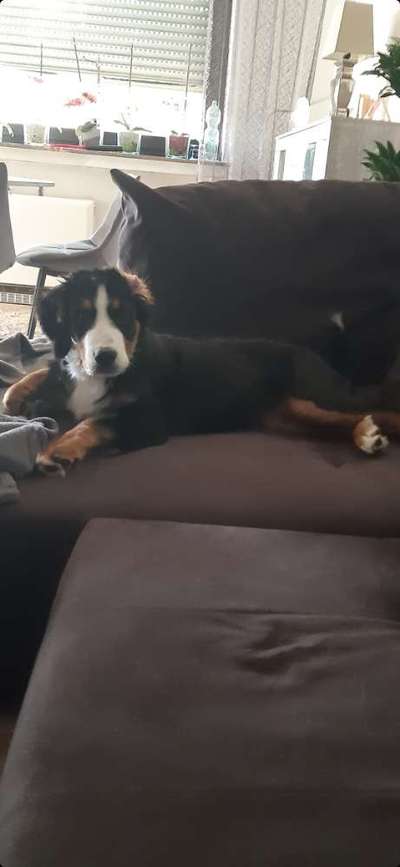 Berner Sennen-Beitrag-Bild