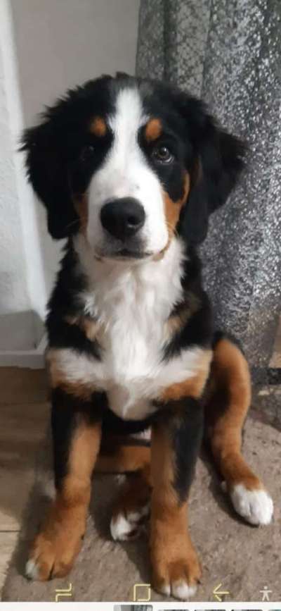 Berner Sennen-Beitrag-Bild