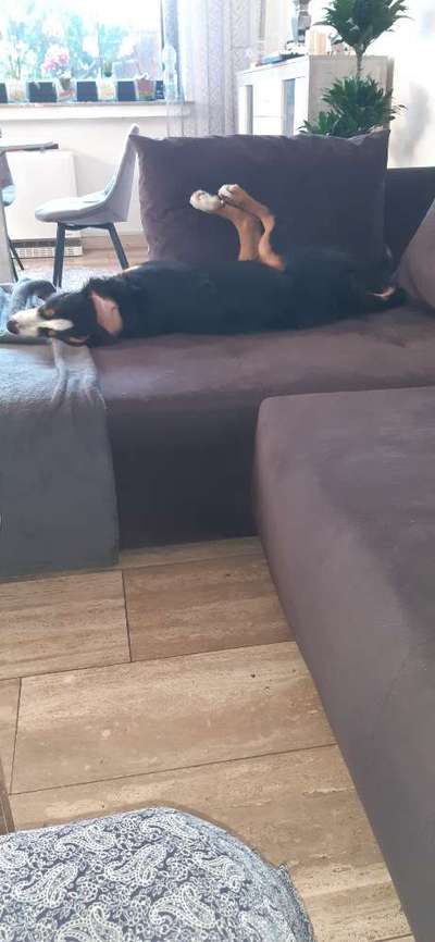 Dogorama Photo Challenge - Hündchen streckt dich-Beitrag-Bild