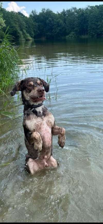 Zeige den lustigsten Blick deines Hundes-Beitrag-Bild