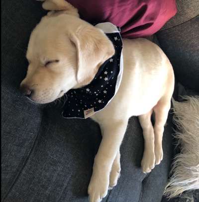 Welpen Bilder !-Beitrag-Bild