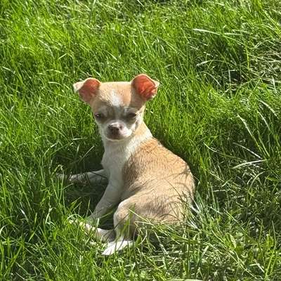 Hundetreffen-Welpentreffen-Bild