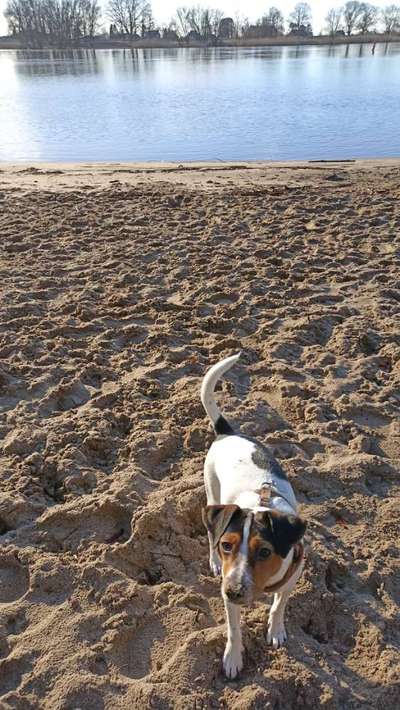 Dansky (Dansk-Svensk Gårdshund)-Beitrag-Bild