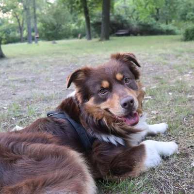 aktuelles Foto Gruppe Australian Shepherd