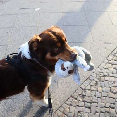 aktuelles Foto Gruppe Australian Shepherd