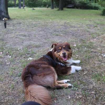 aktuelles Foto Gruppe Australian Shepherd
