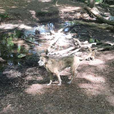 Hundetreffen-Spielen und Planschen in Kranichstein-Bild