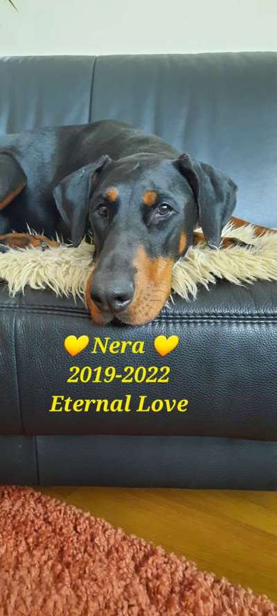 Unsere Fellnasen im Regenbogenland-Beitrag-Bild