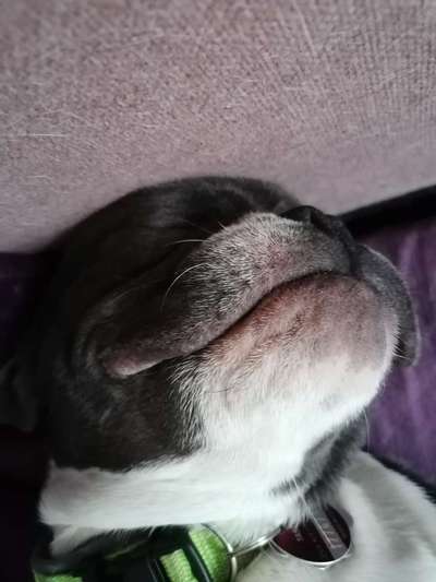 Französische Bulldoggen-Beitrag-Bild