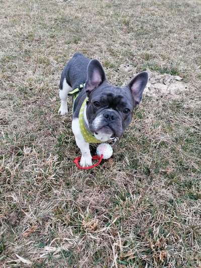 Französische Bulldoggen-Beitrag-Bild