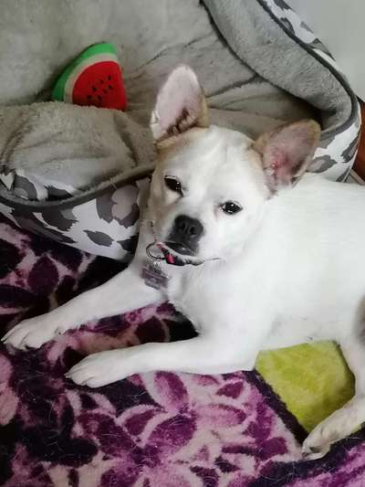 Französische Bulldoggen-Beitrag-Bild