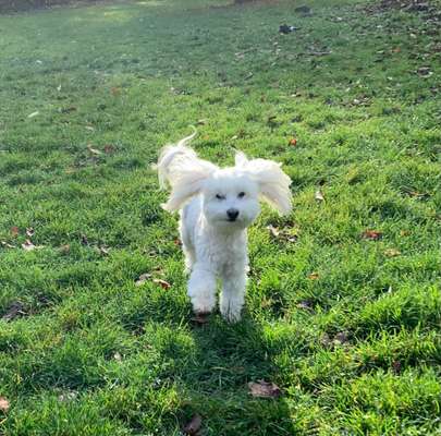 Hundetreffen-Schnüffelspaziergang - erwachsene und ältere Hunde-Bild
