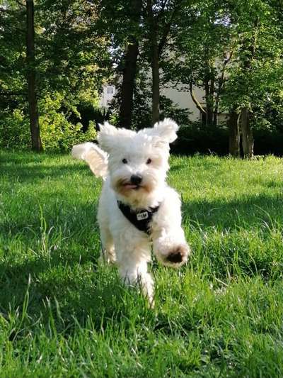 Die Dogorama Monats Challenge "Es grünt und blüht"-Beitrag-Bild