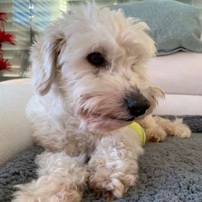 Hunde vom Tierschutzverein 🐕♥️-Beitrag-Bild