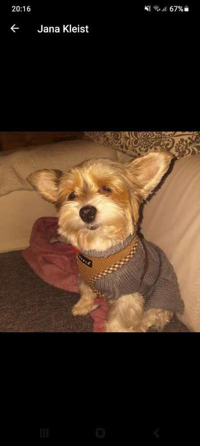 yorkshire Terrier austausch-Beitrag-Bild