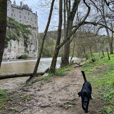 Hundetreffen-Wandern oder gemeinsam Gassi gehen, gern auch schwimmen :)-Bild