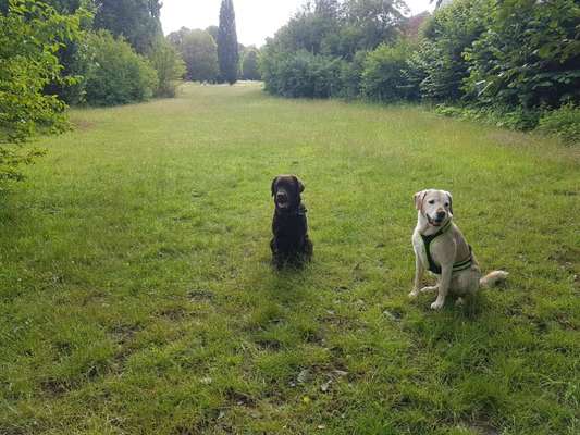 Hundeauslaufgebiet-Karl-Nasemannweg-Bild