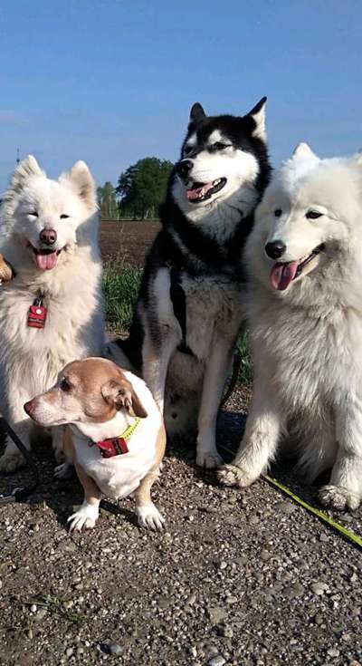 Samojede-Beitrag-Bild