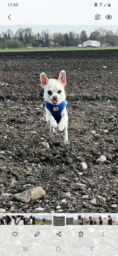 Wo sind die Chihuahua Besitzer ?-Beitrag-Bild