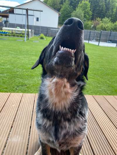 Zeigt eure verrücktesten Hundebilder-Beitrag-Bild