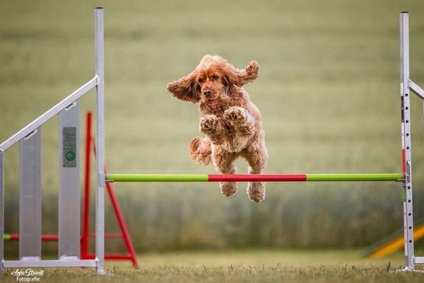 Die Dogorama Kalender Challenge Titelbild-Beitrag-Bild