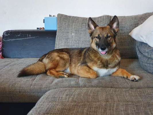 Mischlinge raten - Rätselspaß-Beitrag-Bild