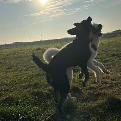 Hundetreffen-Gassirunde mit Spielen-Bild