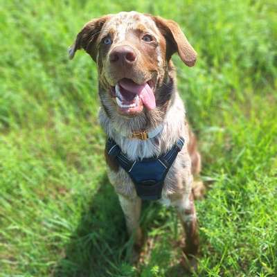 Hundetreffen-Spielfreunde gesucht bzw. Sozialkontakte-Bild