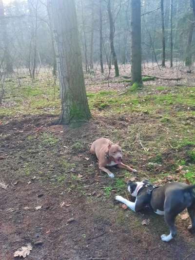 Hundetreffen-Treffen zum Toben und Gassi-Bild