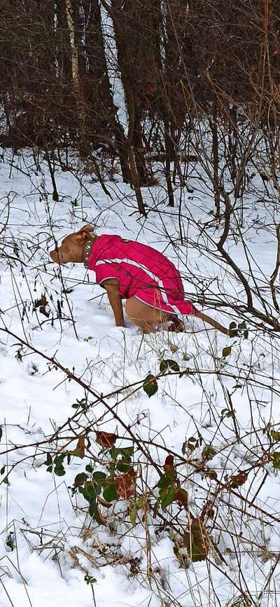 Dogorama Photo Challenge - Winterstimmung-Beitrag-Bild