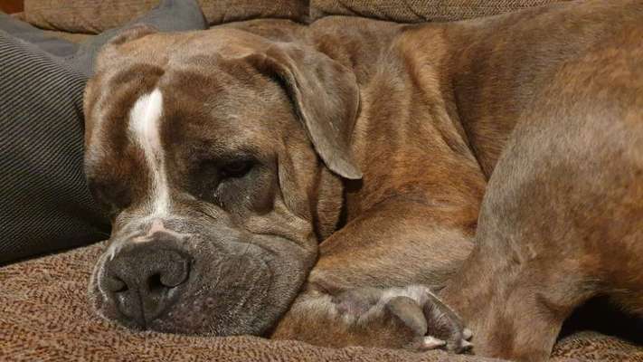 Olde English Bulldogge-Beitrag-Bild