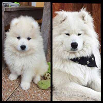 Welpenfotos-Beitrag-Bild