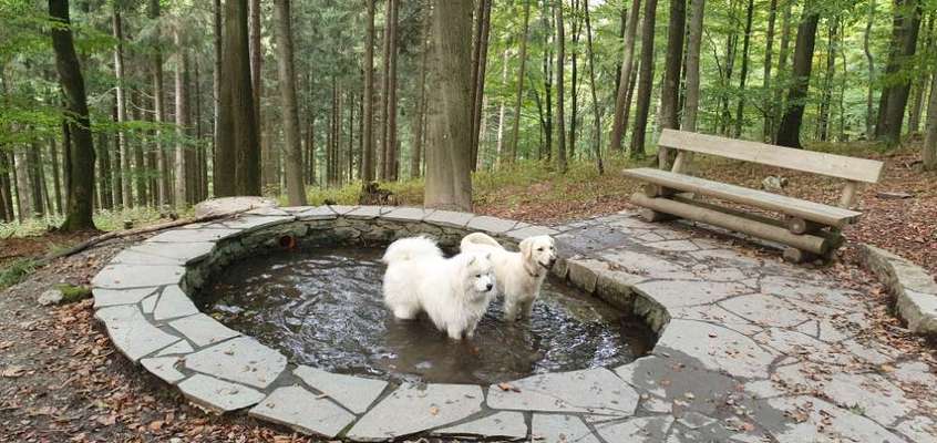 Zeigt mal die schönsten Bilder von euren Hunden !-Beitrag-Bild