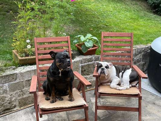 Die Dogorama Wochen Challenge "Friends will be Friends"-Beitrag-Bild